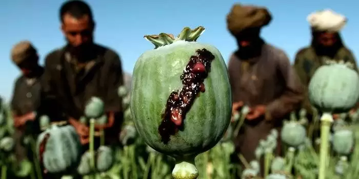 دلایل کاهش تولید تریاک در افغانستان -  برنامه طالبان چیست؟