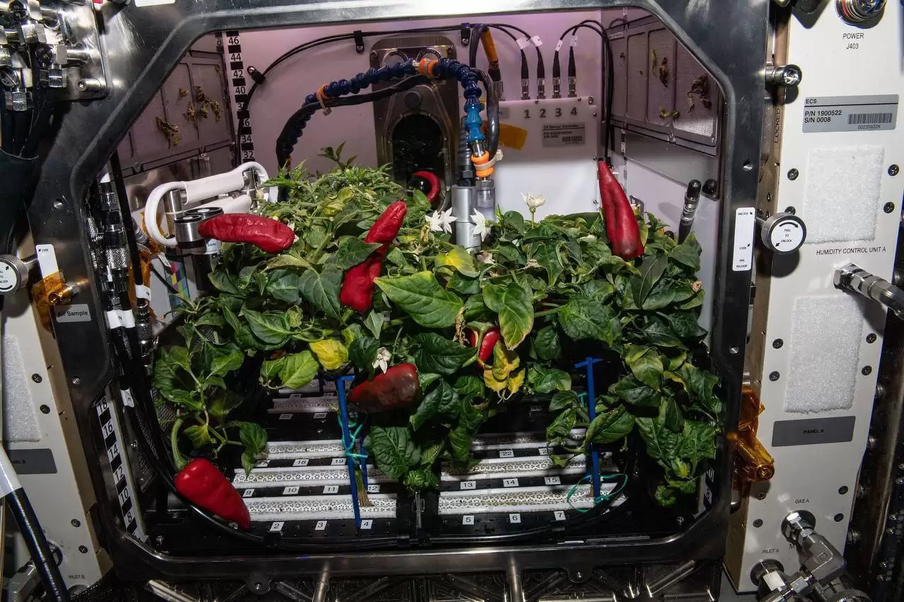 (عکس) پرورش فلفل  با کشاورزی هیدروپونیک، در ایستگاه فضایی