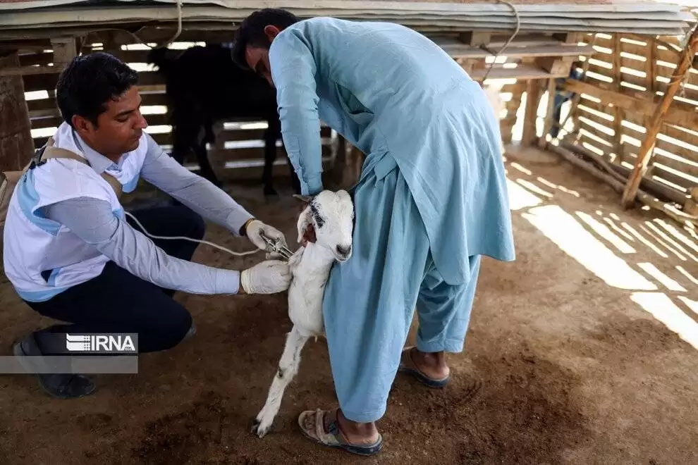تصاویر - واکسیناسیون دام در مناطق سیل زده سیستان