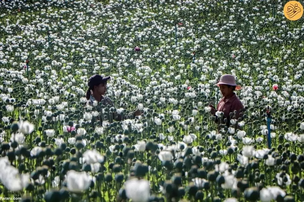 (فیلم) میانمار چگونه بزرگترین تولیدکننده تریاک در جهان شد