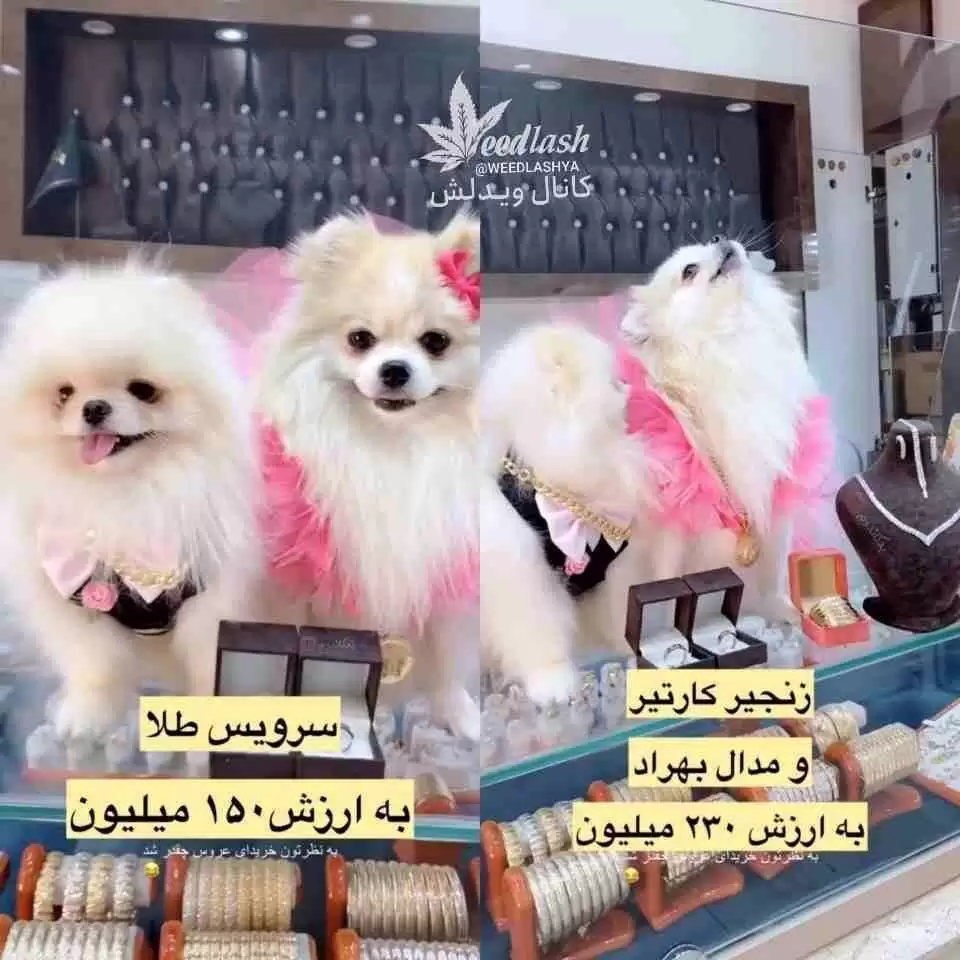 جشن عروسی میلیاردی برای دو سگ در تهران! + عکس حلقه ی طلا و سرویس های لاکچری !