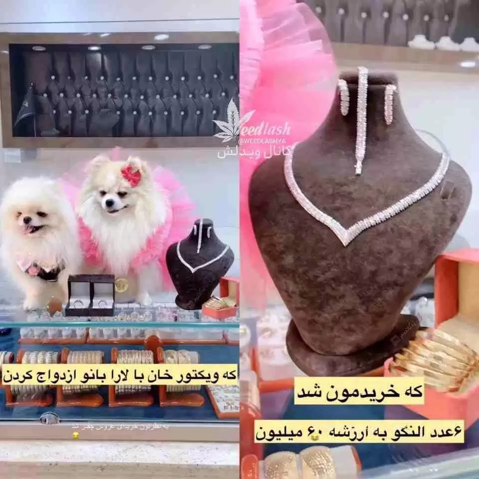 جشن عروسی میلیاردی برای دو سگ در تهران! + عکس حلقه ی طلا و سرویس های لاکچری !