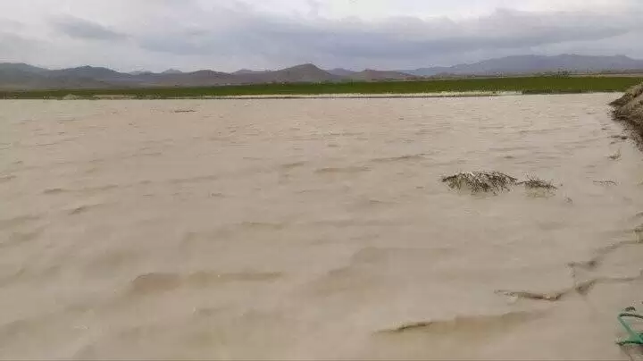 تالاب زیبای ایران پس از 3 سال دوباره زنده شد  -  تصاویر