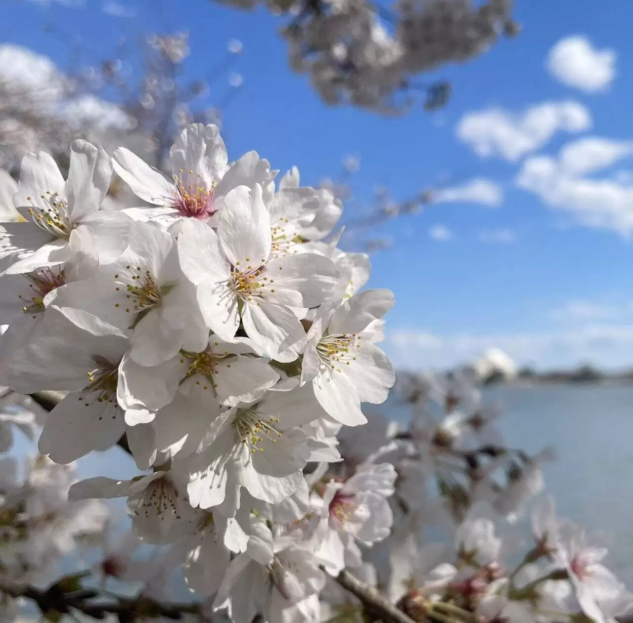 تصاویری از قشنگ ترین درختان بهاری  -  عکس