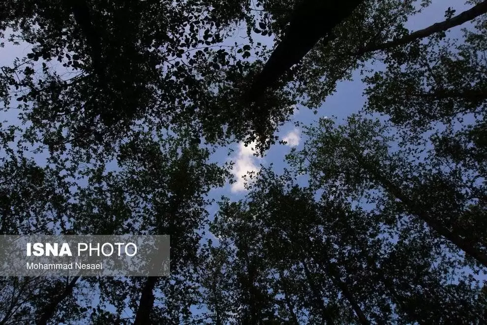 تصاویر - جنگل های هیرکانی النگدره