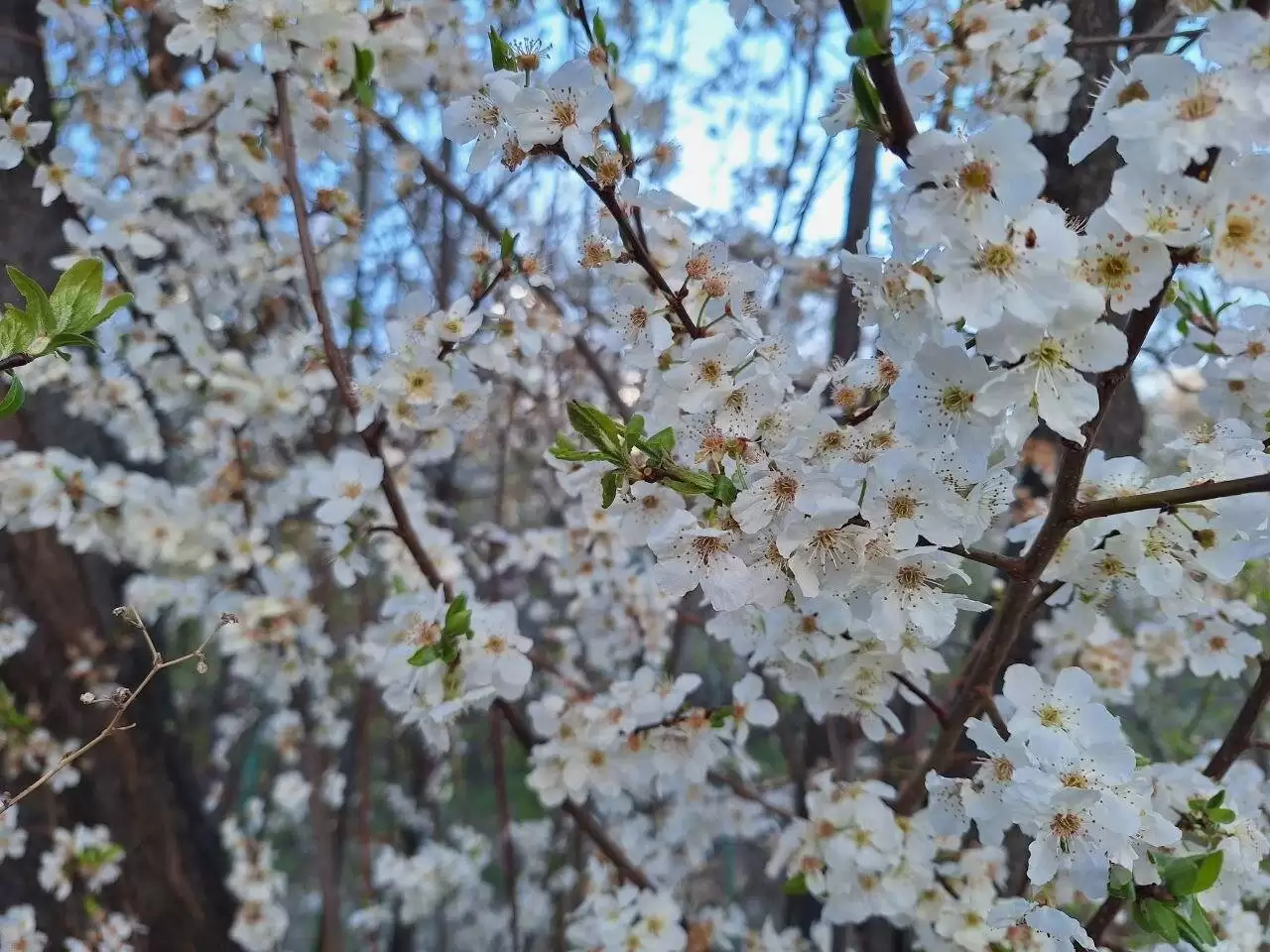 تصاویری از قشنگ ترین درختان بهاری  -  عکس