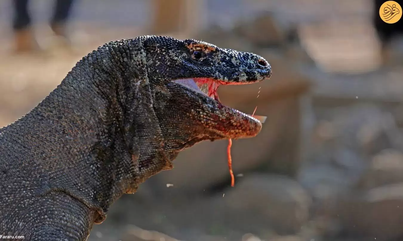 تصاویر - هشت حقیقت جالب در مورد اژد های کومودو