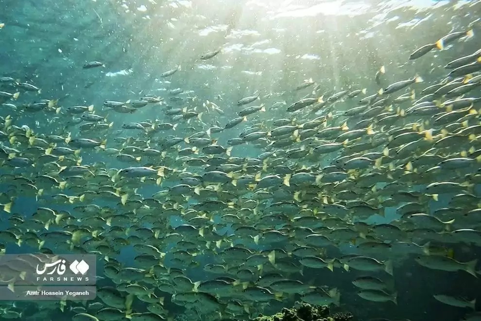 تصاویر - دنیای زیر آب در جزیره کیش
