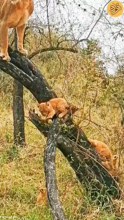 (فیلم) شیر مادر به توله های کوچک بالا رفتن از درخت را آموزش داد