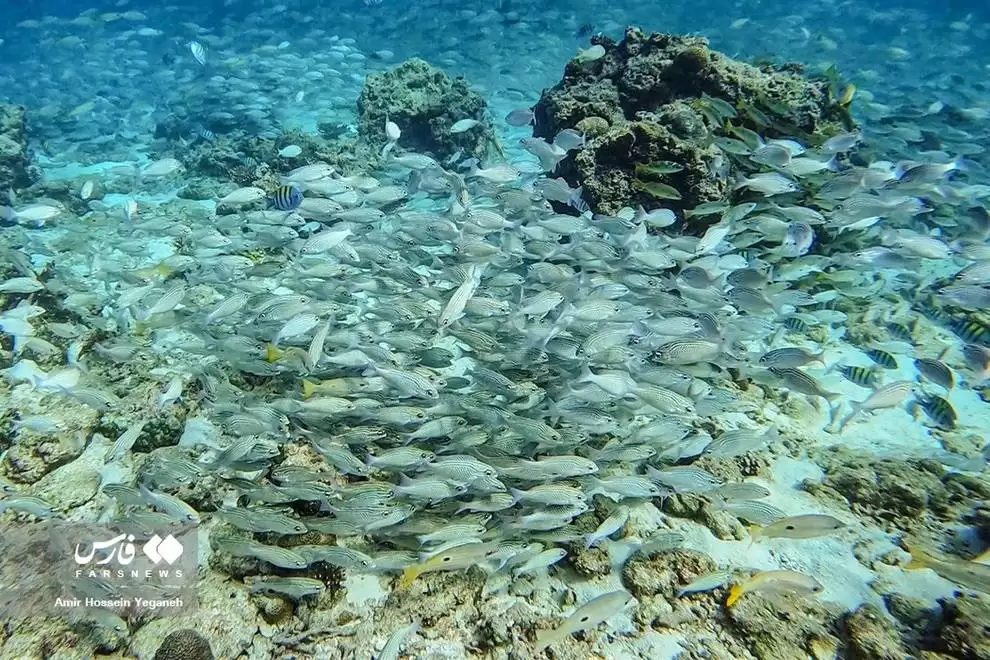 تصاویر - دنیای زیر آب در جزیره کیش