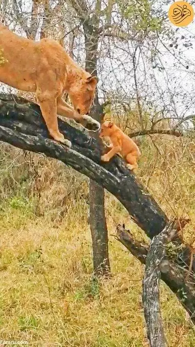 (فیلم) شیر مادر به توله های کوچک بالا رفتن از درخت را آموزش داد