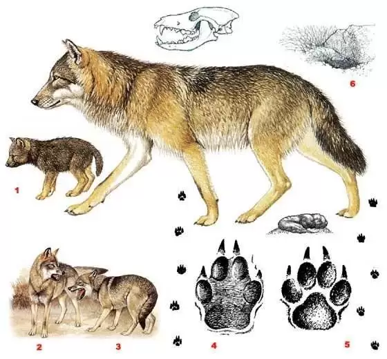 یک بار برای همیشه تفاوت گرگ، شغال و روباه را با رسم شکل یاد بگیرید