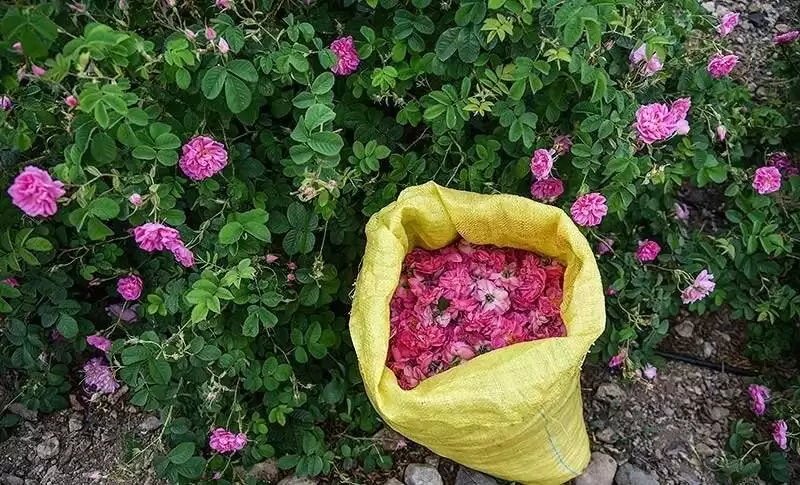 گلاب برای عتبات  -  ماجرای گلاب گیری در یزد بعد از 250 سال
