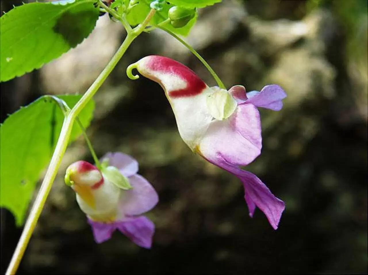 تصویر  -  عجیبترین گیاهان دنیا ؛ ادابازی گل ها را ببینید!