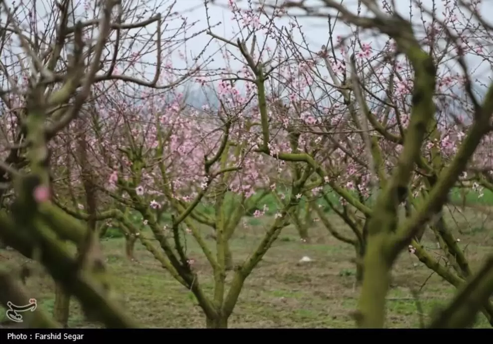 تصاویر - شکوفه های بهاری مازندران