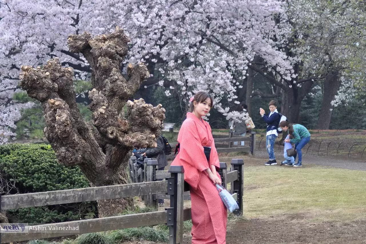 شکوفه های بهاری دیدنی ژاپن -  عکس