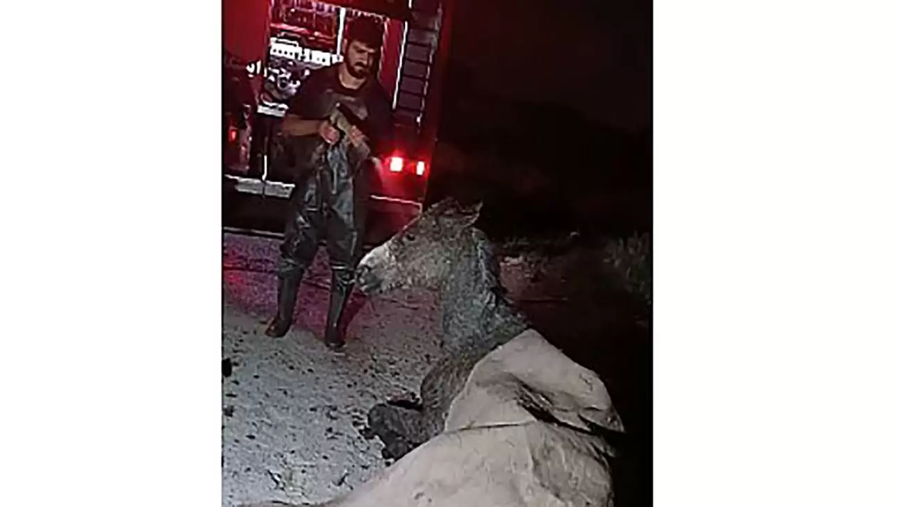 عملیات نجات آتش نشانان برای خارج کردن یک اسب در گودال آب در شهر ری + عکس