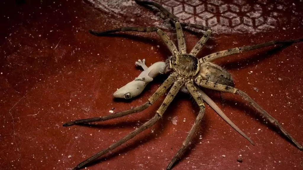 تصاویر - این عنکبوت بی رحم و خطرناک است