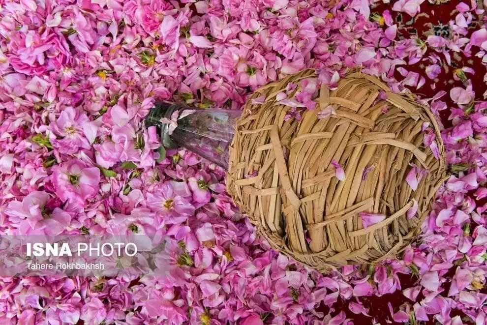 تصاویر - جشنواره گل و گلاب گیری میمند
