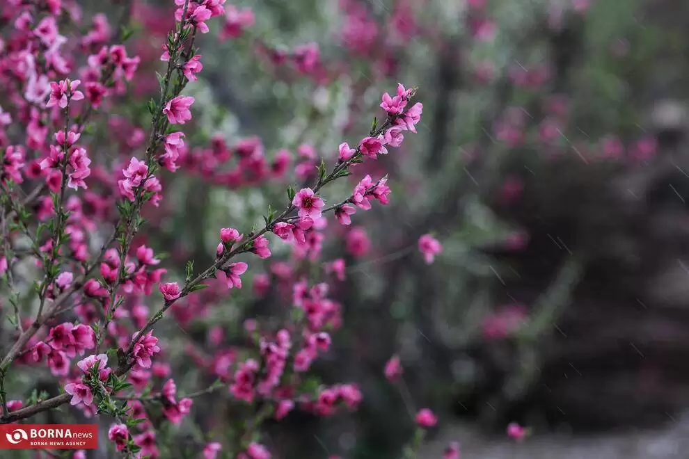تصاویر - شکوفه های بهاری در باغات شهریار