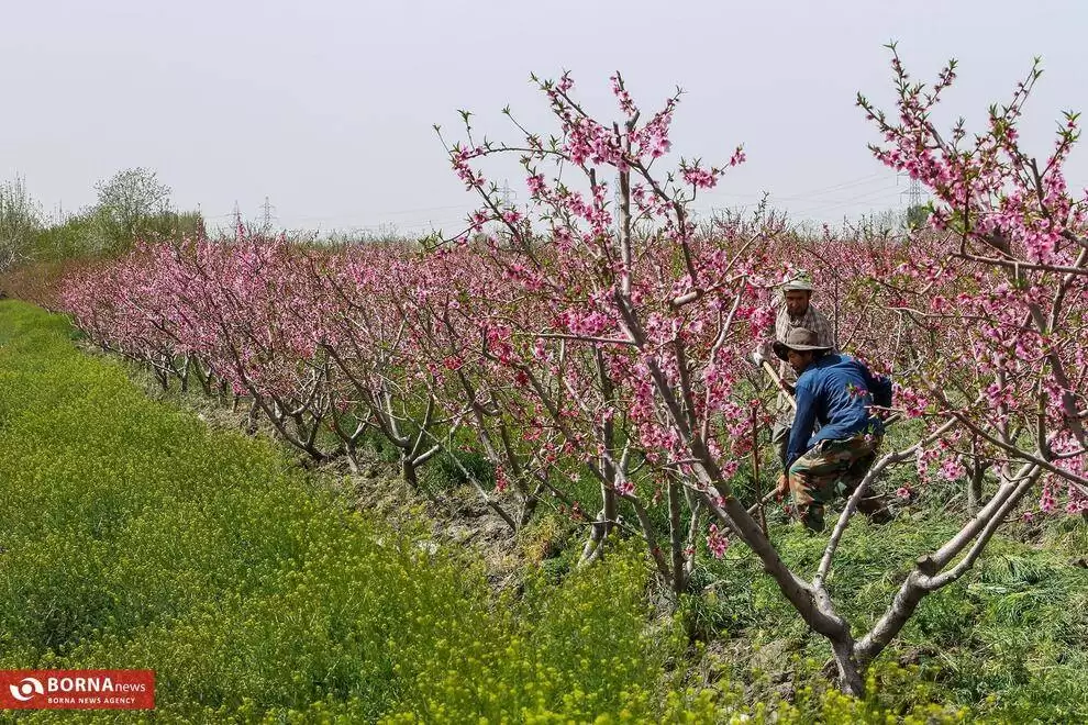 تصاویر - شکوفه های بهاری در باغات شهریار