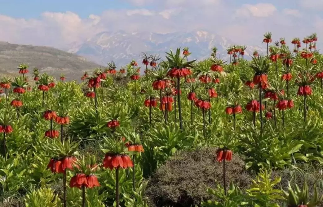 سیاحت روی فرش قرمز در بهشت ایران