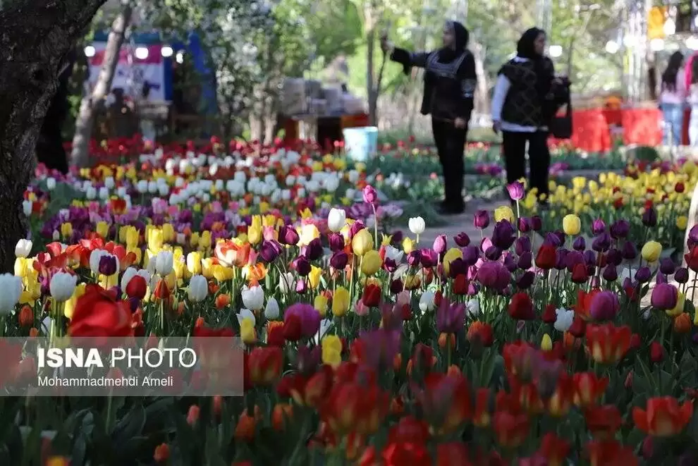 تصاویر - جشنواره گل های لاله آسارا