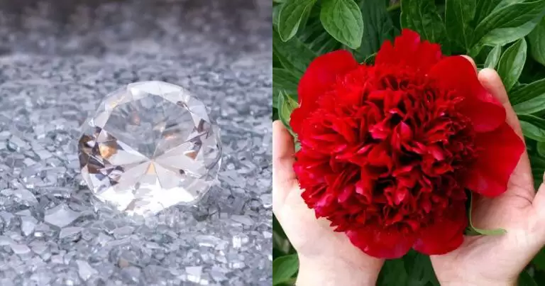 استخراج الماس از گل صدتومانی -  عکس