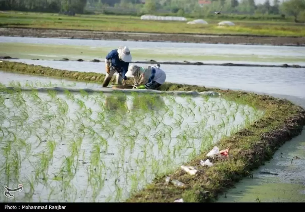 تصاویر - نشاء برنج در گیلان