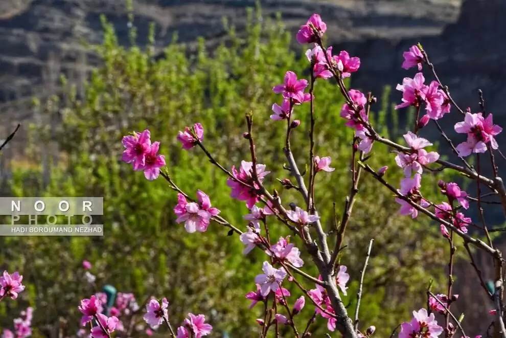 تصاویر - شکوفه های بهاری در منطقه قره داغ