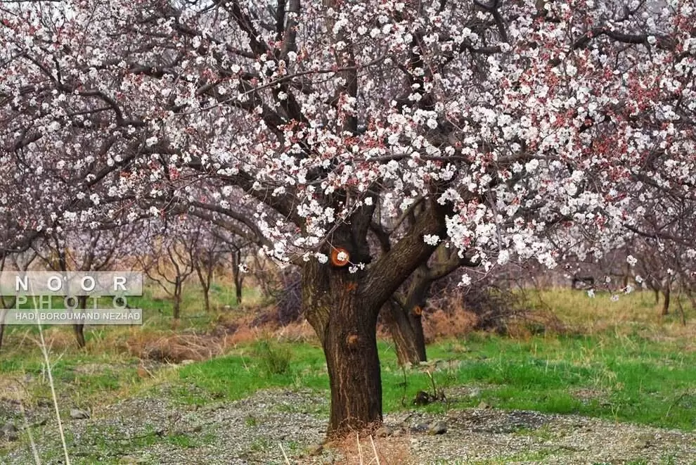 تصاویر - شکوفه های بهاری در منطقه قره داغ