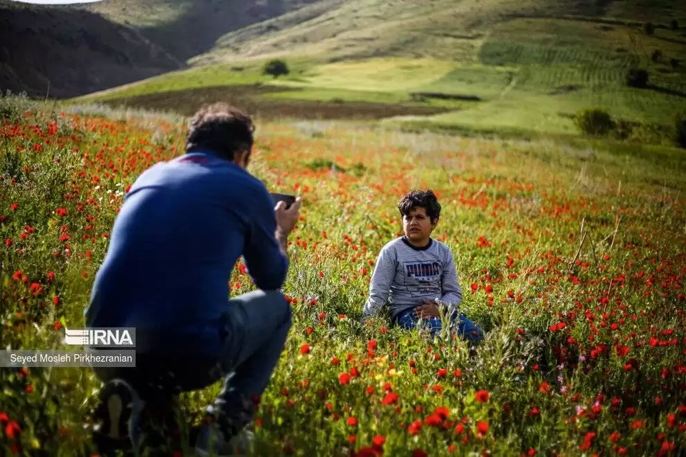 تصاویر - طبیعت بهاری کردستان