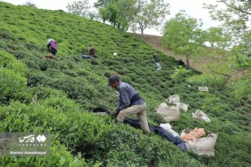 تصاویر - برداشت چای بهاره از باغات گیلان