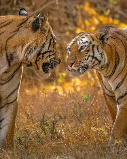 حیوانات اینگونه عاشق می شوند  -  تصاویری حیرت انگیز از حیوانات مظنون به عشق در حیات وحش