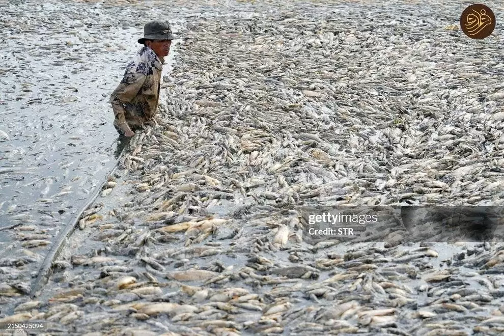 تصاویر - مرگ دسته جمعی ماهی ها بر اثر گرمای سوزان