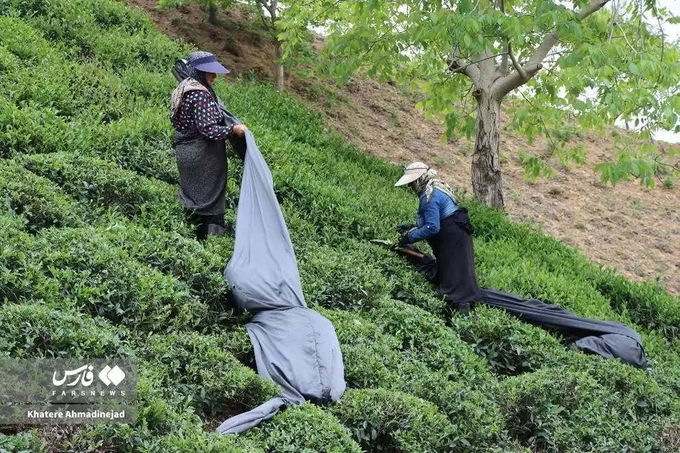 تصاویر - برداشت چای بهاره از باغات گیلان