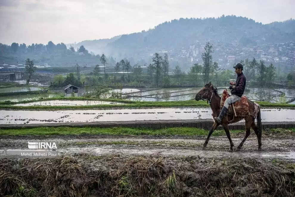 تصاویر - فصل نشا برنج