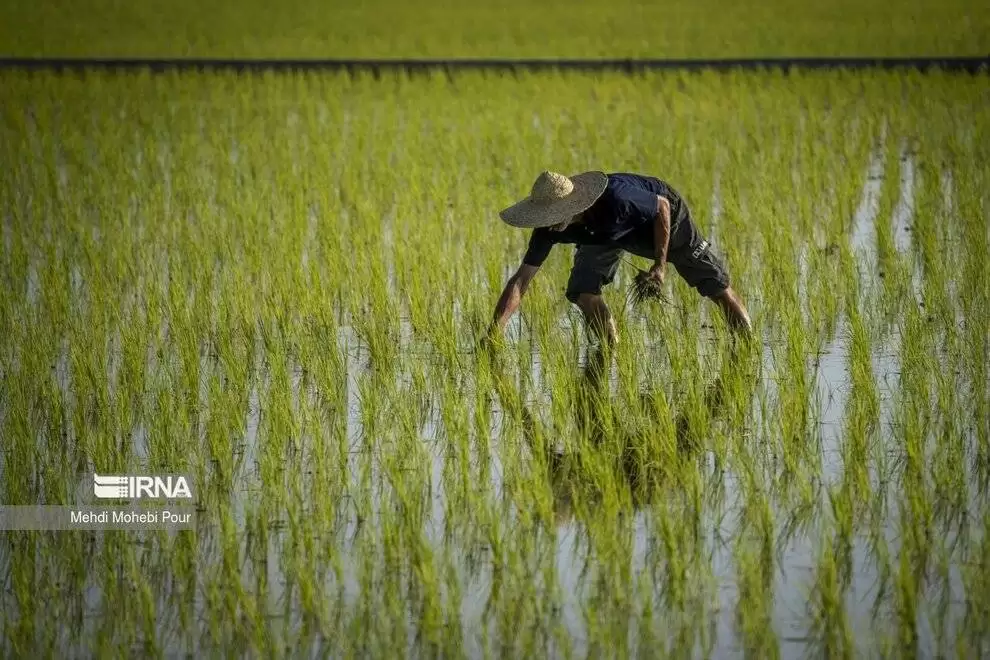تصاویر - فصل نشا برنج