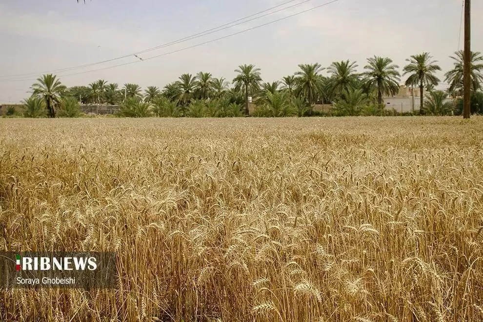 تصاویر - شروع برداشت محصول گندم در استان خوزستان