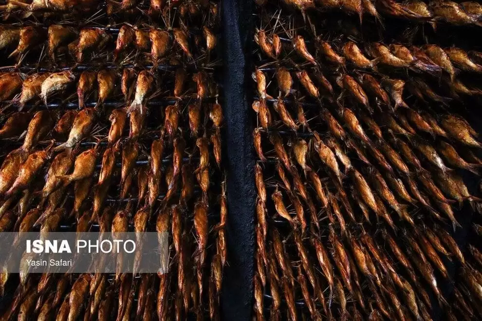 تصاویر - ماهی های دودخانه در بندر انزلی