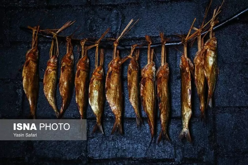 تصاویر - ماهی های دودخانه در بندر انزلی
