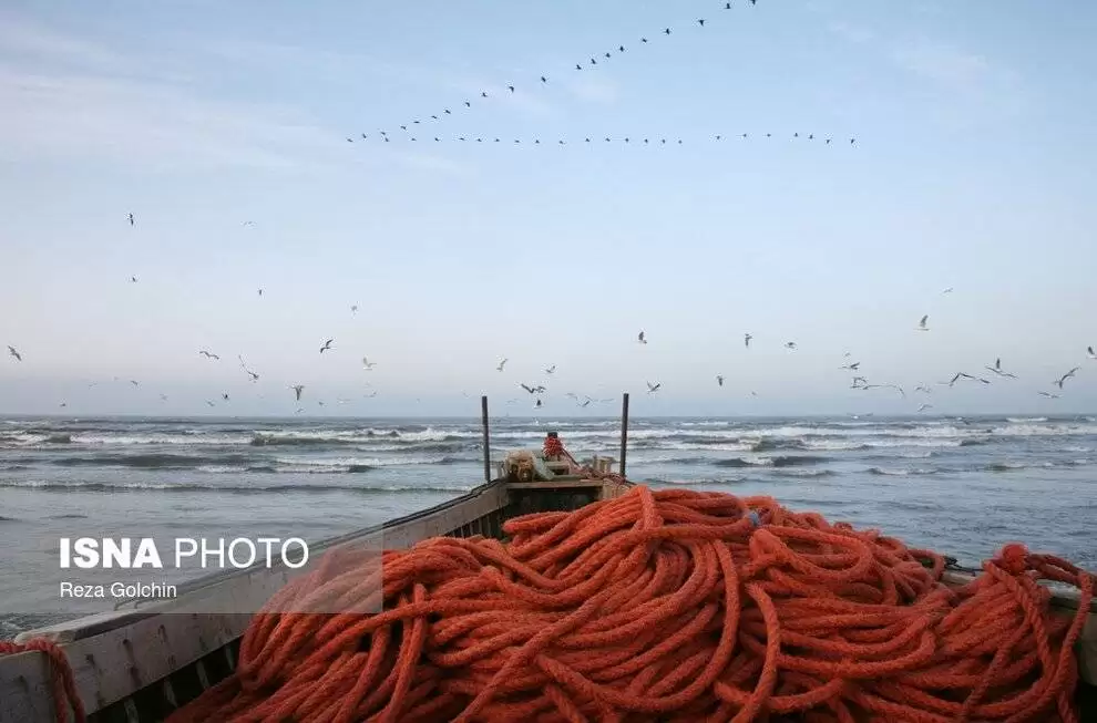 تصاویر - پرندگان مهاجر دریای خزر