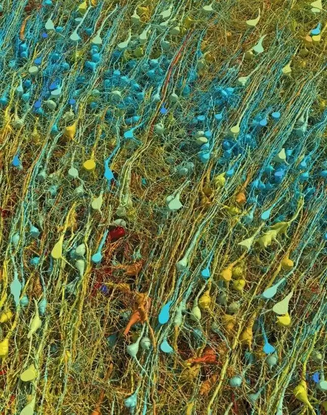 تصویر  -  این جزئی ترین تصویری است که از مغز انسان تا به حال دیده اید