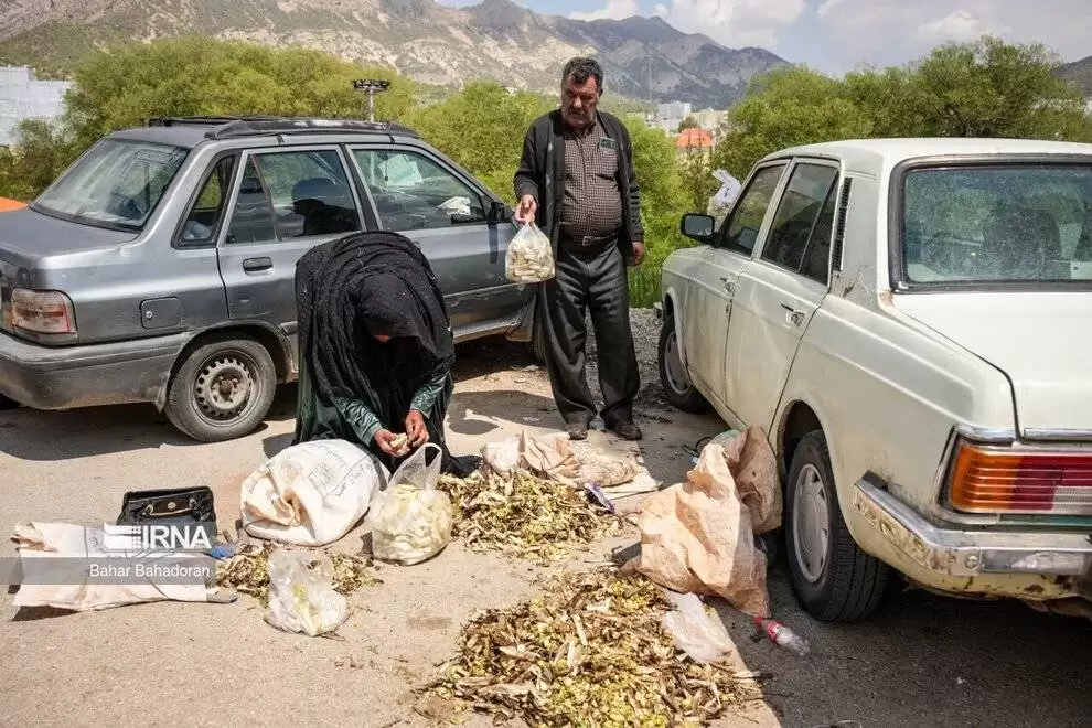 تصاویر - کنگر کوهی