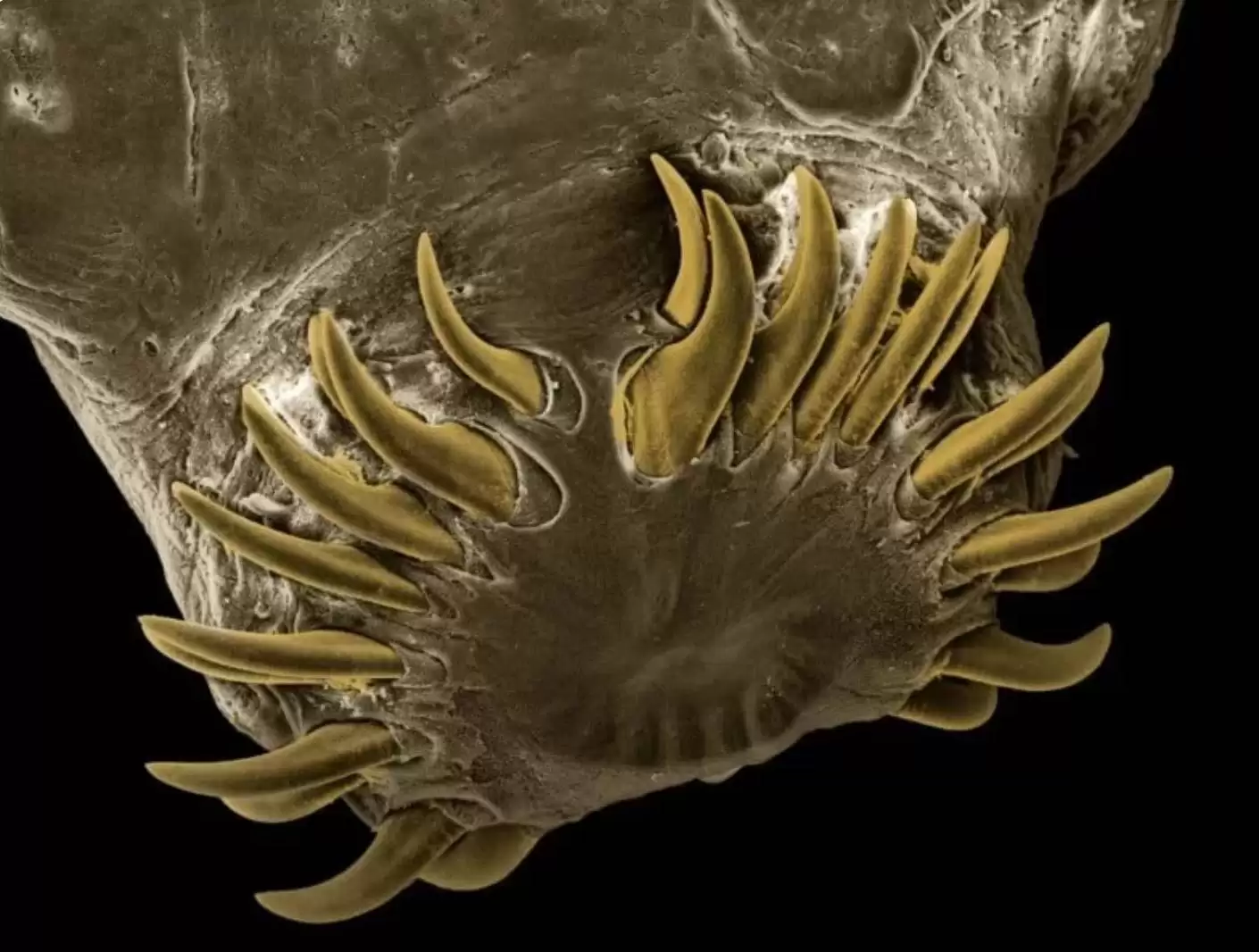 تصاویر - این کرم های انگلی می توانند داخل بدن حیوانات خانگی زندگی کنند