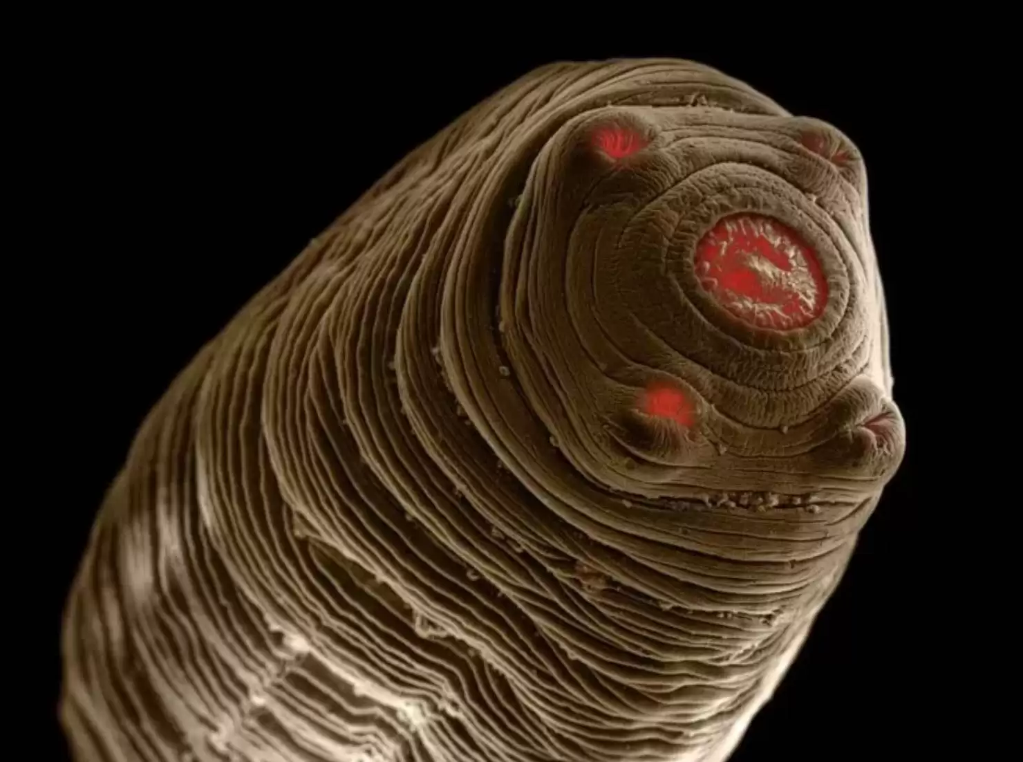 تصاویر - این کرم های انگلی می توانند داخل بدن حیوانات خانگی زندگی کنند