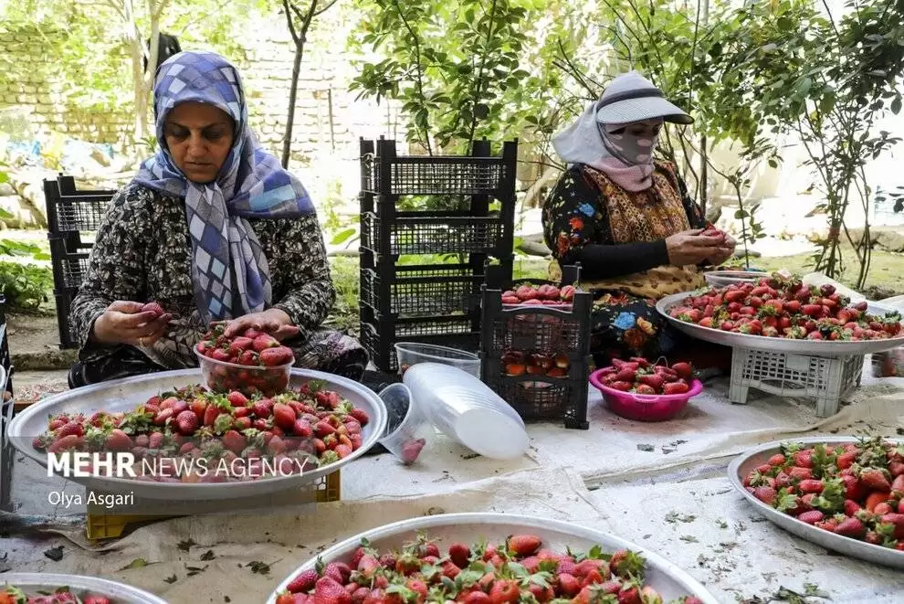 تصاویر - رامیان، قطب توت فرنگی کشور