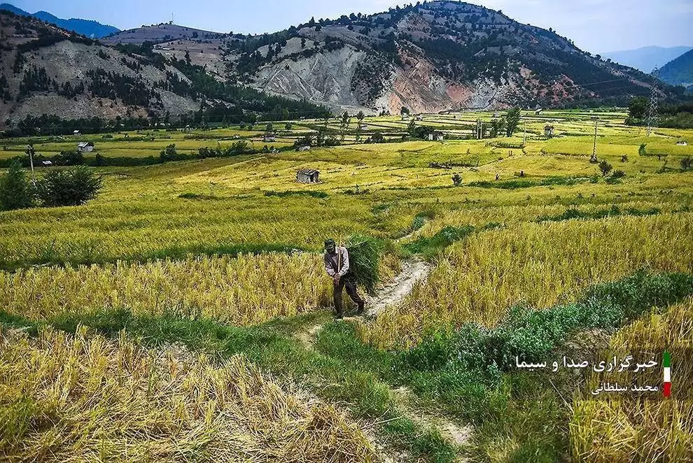 تصاویر - کشت برنج در شالیزار های مازندران