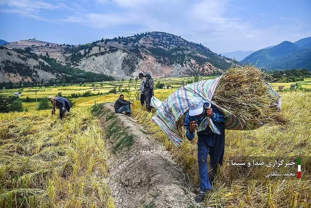 تصاویر - کشت برنج در شالیزار های مازندران