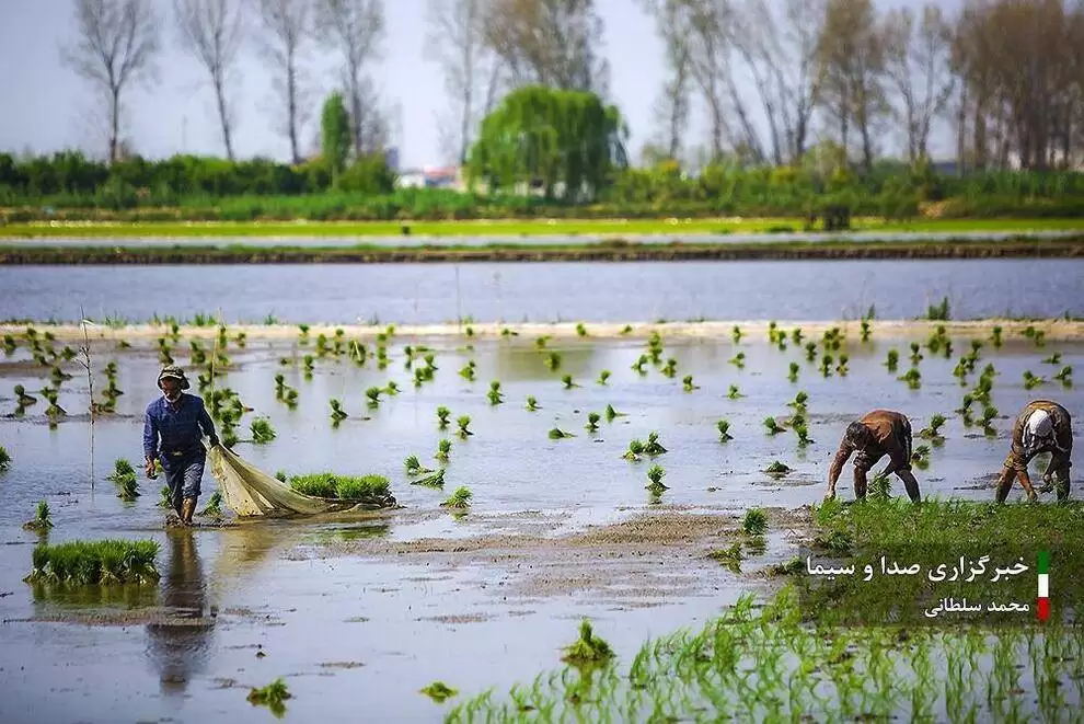 تصاویر - کشت برنج در شالیزار های مازندران